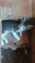 Filhotinhos