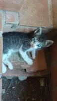Filhotinhos