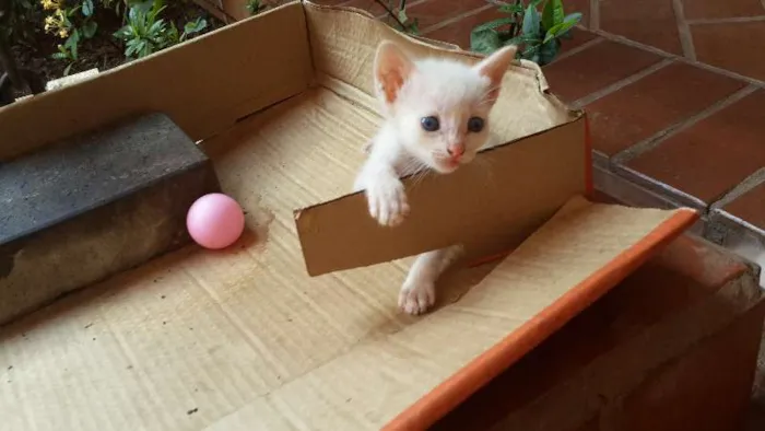 Gato ra a  idade Abaixo de 2 meses nome Filhotinhos