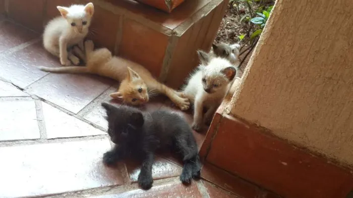 Gato ra a  idade Abaixo de 2 meses nome Filhotinhos