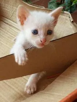 Gato ra a  idade Abaixo de 2 meses nome Filhotinhos