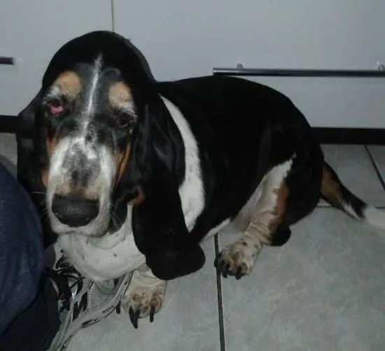 Cachorro ra a Basset Hound idade 6 ou mais anos nome Mary