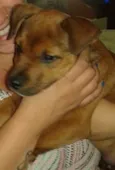 Breja