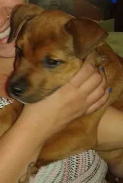 Cachorro ra a SRD idade 2 a 6 meses nome Breja