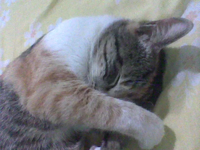 Gato ra a SRD idade 3 anos nome tchuca
