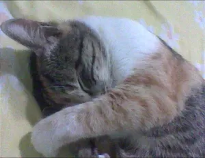 Gato raça SRD idade 3 anos nome tchuca