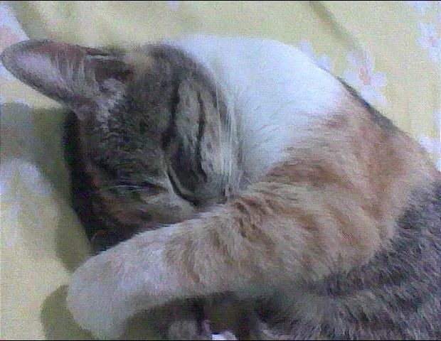 Gato ra a SRD idade 3 anos nome tchuca