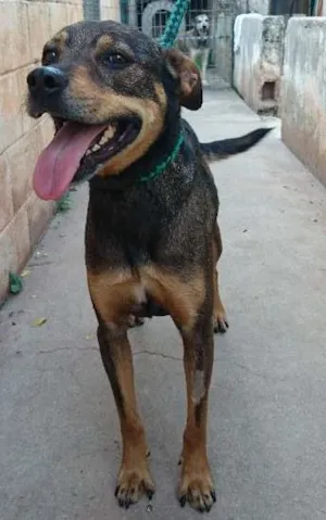 Cachorro raça SRD idade  nome Sephora