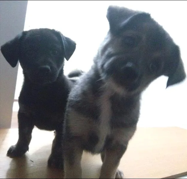 Cachorro ra a SRD idade 2 a 6 meses nome Meg e Bart