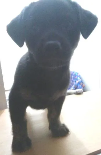 Cachorro ra a SRD idade 2 a 6 meses nome Meg e Bart