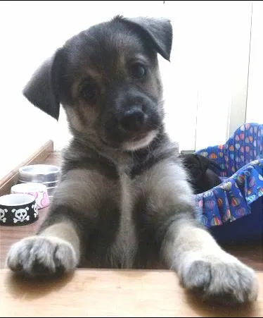 Cachorro ra a SRD idade 2 a 6 meses nome Meg e Bart