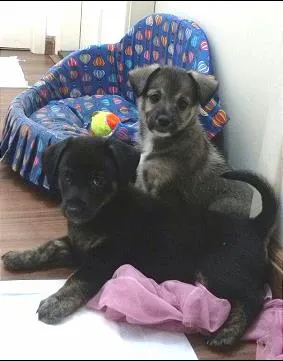 Cachorro ra a SRD idade 2 a 6 meses nome Meg e Bart