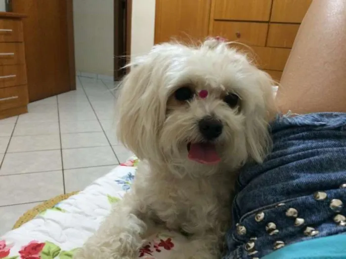 Cachorro ra a Maltês idade 1 ano nome Luna