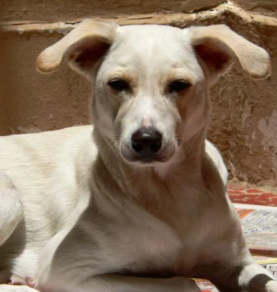 Cachorro ra a Sem raça defifinida idade 4 anos nome Lua