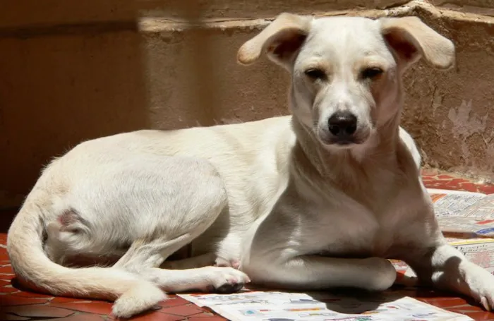 Cachorro ra a Sem raça defifinida idade 4 anos nome Lua