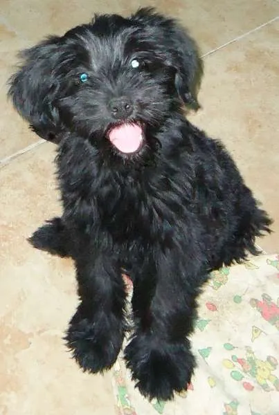 Cachorro ra a SRD idade 2 a 6 meses nome Goya