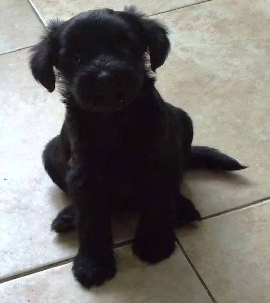 Cachorro ra a SRD idade 2 a 6 meses nome Goya