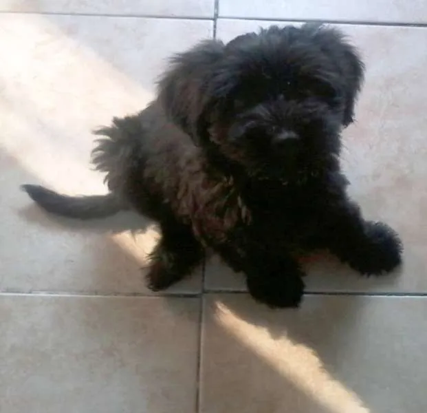 Cachorro ra a SRD idade 2 a 6 meses nome Goya