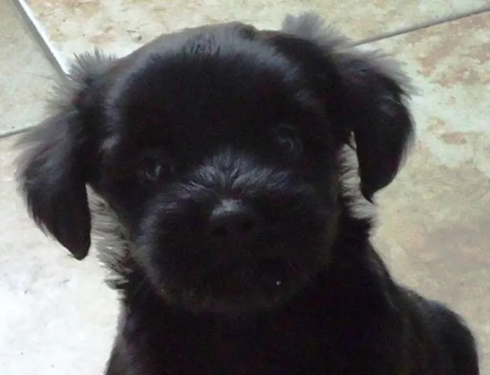 Cachorro ra a SRD idade 2 a 6 meses nome Goya