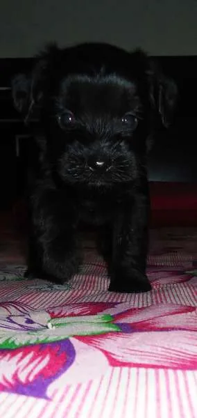 Cachorro ra a SRD idade 2 a 6 meses nome Goya