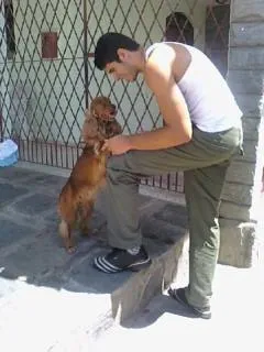 Cachorro ra a Cocker spaniel idade 6 ou mais anos nome ----- GRATIFICA