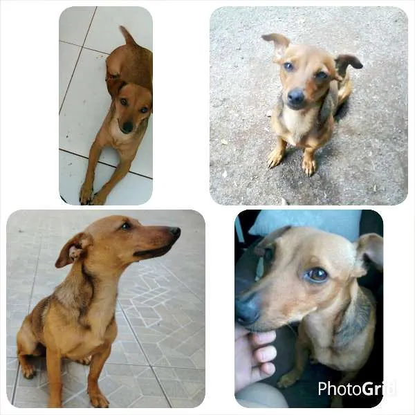 Cachorro ra a SRD ("vira-lata") idade 2 anos nome Tata GRATIFICA