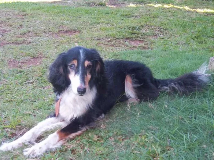 Cachorro ra a SRD idade 6 ou mais anos nome Chica GRATIFICA