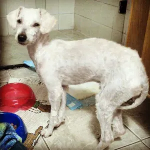 Cachorro raça Poodle idade 4 anos nome Sem nome