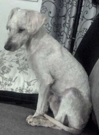 Cachorro ra a Poodle idade 4 anos nome Sem nome
