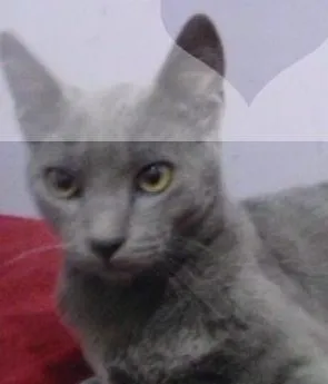 Gato raça srd idade 2 a 6 meses nome SNOW