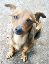 Cachorro ra a SRD ("vira-lata") idade 2 anos nome Tata GRATIFICA