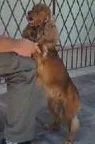 Cachorro ra a Cocker spaniel idade 6 ou mais anos nome ----- GRATIFICA