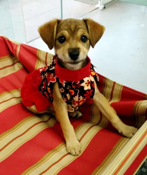 Cachorro raça ViraLata idade 2 a 6 meses nome Frida