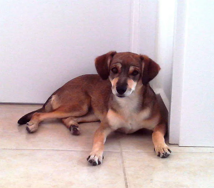 Cachorro raça ViraLata idade 2 a 6 meses nome Frida