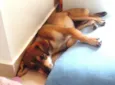 Frida