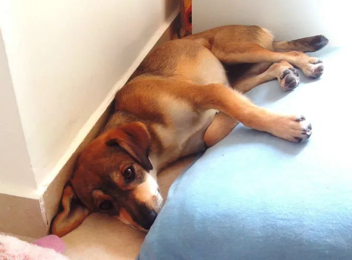 Cachorro raça ViraLata idade 2 a 6 meses nome Frida