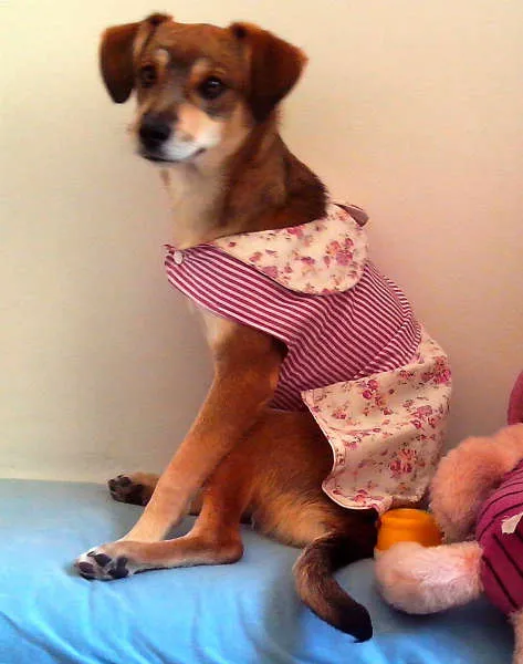 Cachorro raça ViraLata idade 2 a 6 meses nome Frida