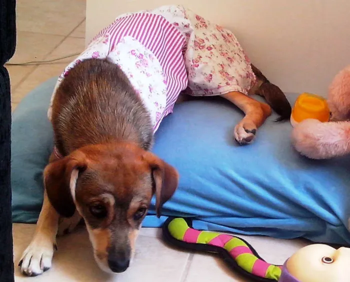 Cachorro raça ViraLata idade 2 a 6 meses nome Frida