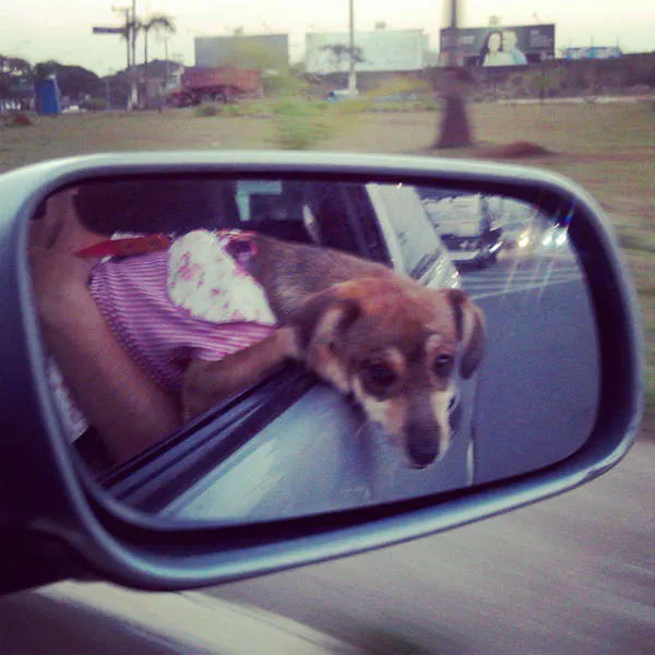Cachorro raça ViraLata idade 2 a 6 meses nome Frida
