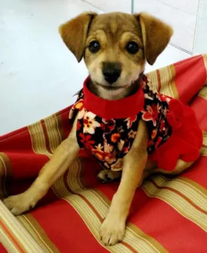 Cachorro raça ViraLata idade 2 a 6 meses nome Frida