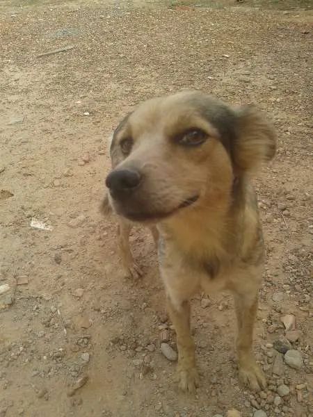 Cachorro raça vira-lata idade 1 ano nome Teka