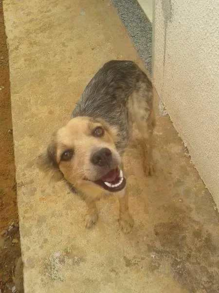 Cachorro raça vira-lata idade 1 ano nome Teka