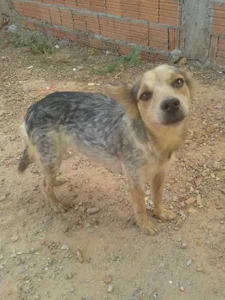 Cachorro raça vira-lata idade 1 ano nome Teka