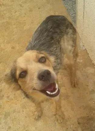 Cachorro raça vira-lata idade 1 ano nome Teka