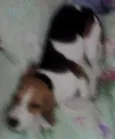 BIGUINHO