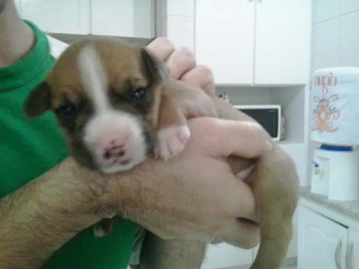 Cachorro ra a Bulldog + SRD idade 2 a 6 meses nome vários nomes
