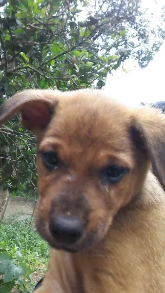 Cachorro raça SRD idade 2 a 6 meses nome marley