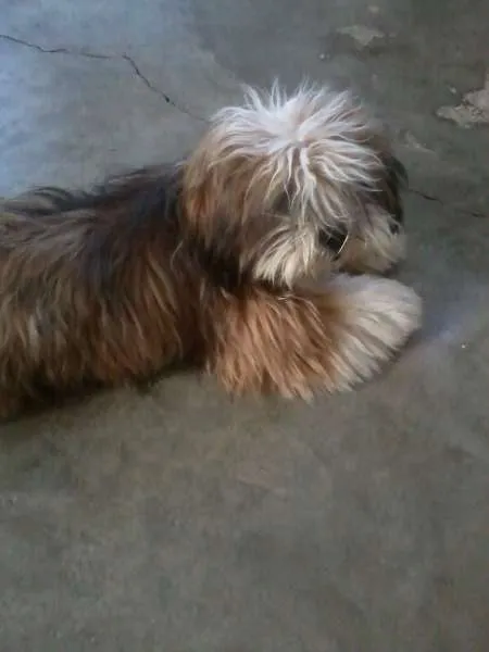 Cachorro ra a Lhasa idade 1 ano nome GRATIFICA