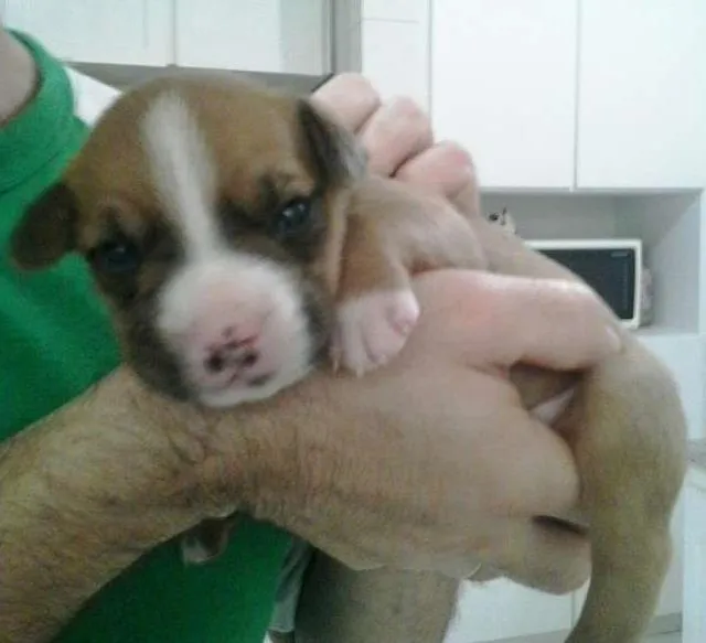 Cachorro ra a Bulldog + SRD idade 2 a 6 meses nome vários nomes