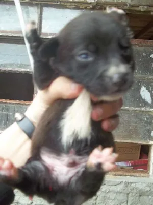 Cachorro raça SRD idade 2 a 6 meses nome nick 